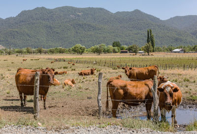 Cows grazing on field