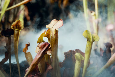 Close-up of wilted flower buds