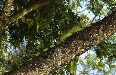 Low angle view of lizard on tree