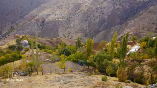 View of trees along road