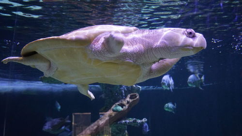 Close-up of fish swimming in aquarium