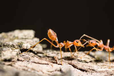 Close-up of insect