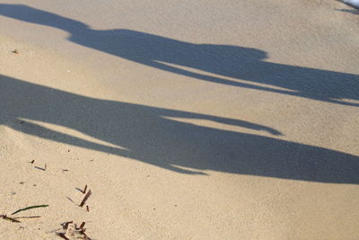 High angle view of bird on sand