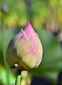 Close-up of pink lotus bud