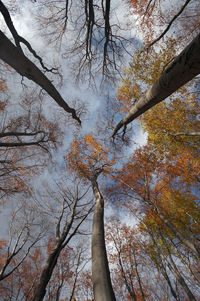 Low angle view of trees against sky