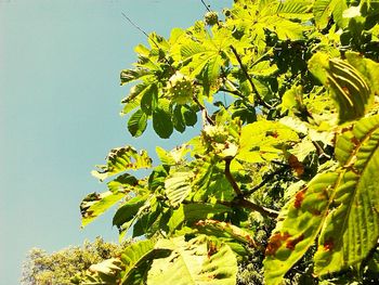 Low angle view of tree against clear sky