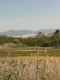 Scenic view of field against sky