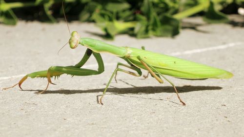 Close-up of praying mantis on footpath