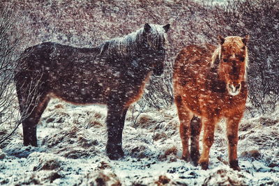 Horses standing on field during snowfall