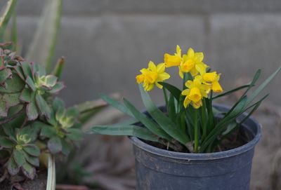 Close-up of yellow flower pot