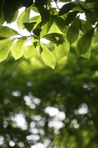 Leaves on tree