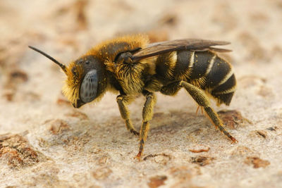 Closeup on a blue eyed male spined mason bee, osmia spinulosa in gard, france