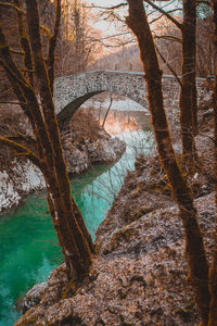 Tree growing by river