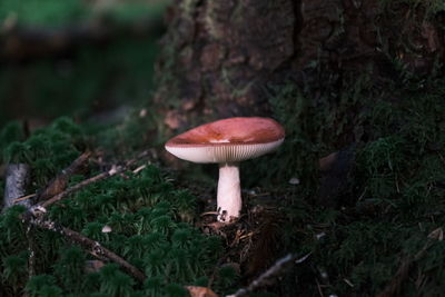Close-up of mushroom growing in forest