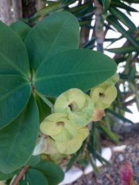 Close-up of fresh green leaves