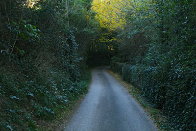 Road amidst trees in forest