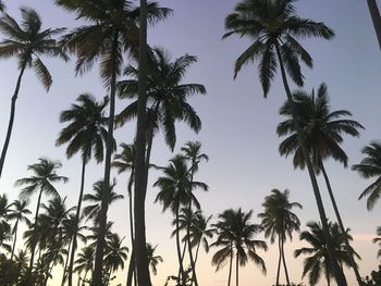 Low angle view of palm trees against sky