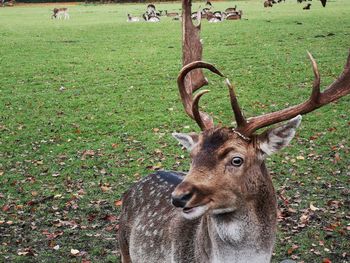 Deer in a field