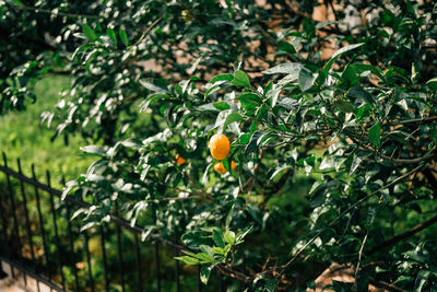 Orange fruits on tree