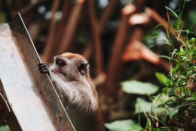 Close-up of a monkey on some garbage on the side of the road