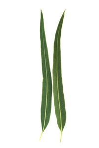 Close-up of green leaves against white background