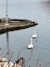 Swans swimming in lake