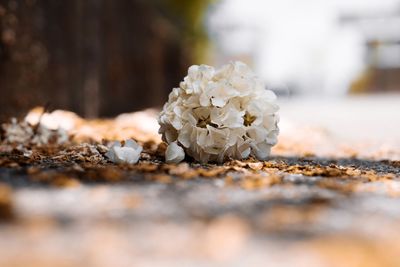 Close-up of wilted flower on plant