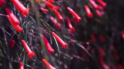 Full frame shot of plants