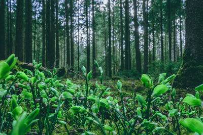 Trees growing in forest