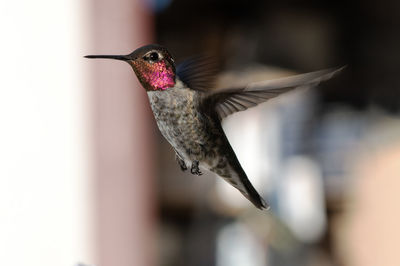 bird