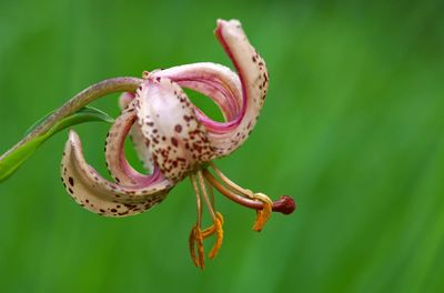 Close-up of pink lily plant