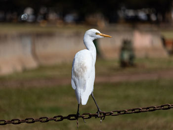 Bird perching on metal fence