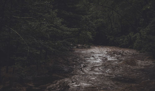 Scenic view of waterfall in forest