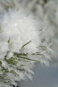 Close-up of frozen plant