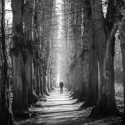 Man on footpath in forest