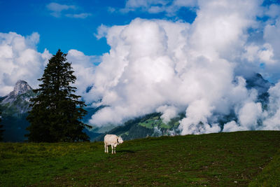 Horse grazing in a field