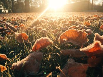 Frozen leaves on field during sunny day