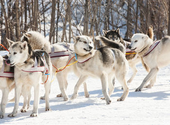 Siberian husky in harness ready to start