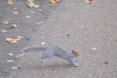 Lizard on ground