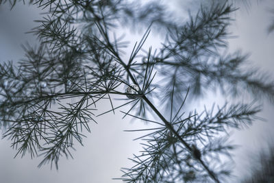 Low angle view of pine tree against sky