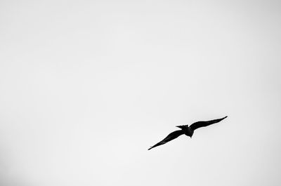 Low angle view of bird flying against clear sky