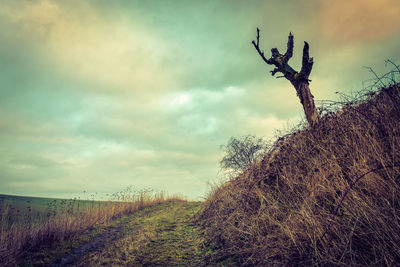 Trees on field against sky