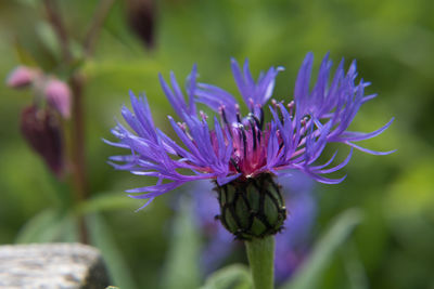 Close-up of purple flowering plant