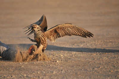 Bird flying over a land