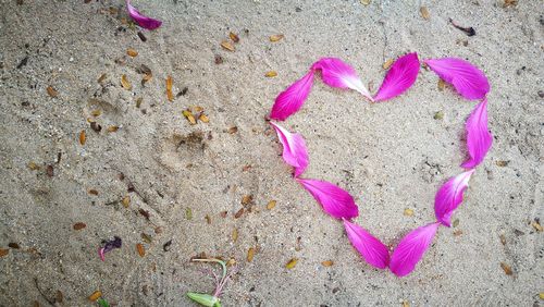 High angle view of pink flowers on sand