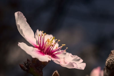 Close-up of pink flower