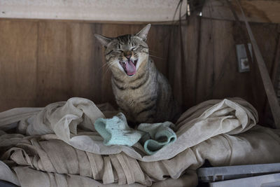 Close-up of cat yawning