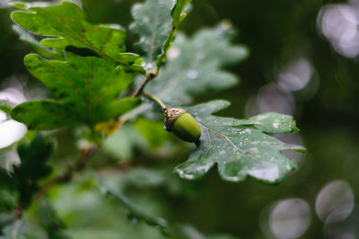 Close-up of wet plant leaves