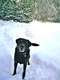 Portrait of dog on snow field