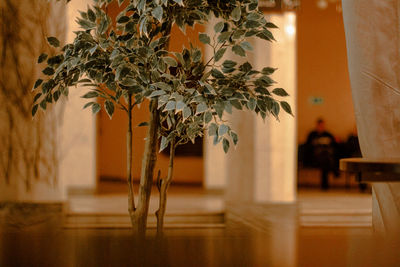 Potted plant on table against illuminated building